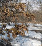 Hamamelis vernalis. Часть кроны цветущего растения. Москва, ГБС РАН. 21.03.2015.