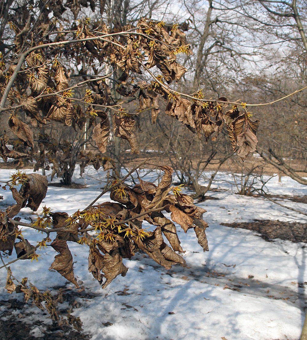 Изображение особи Hamamelis vernalis.