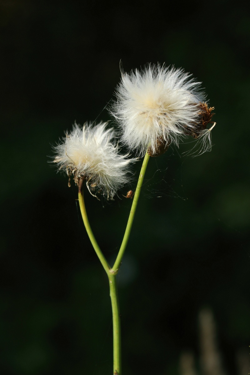 Изображение особи Sonchus arvensis.