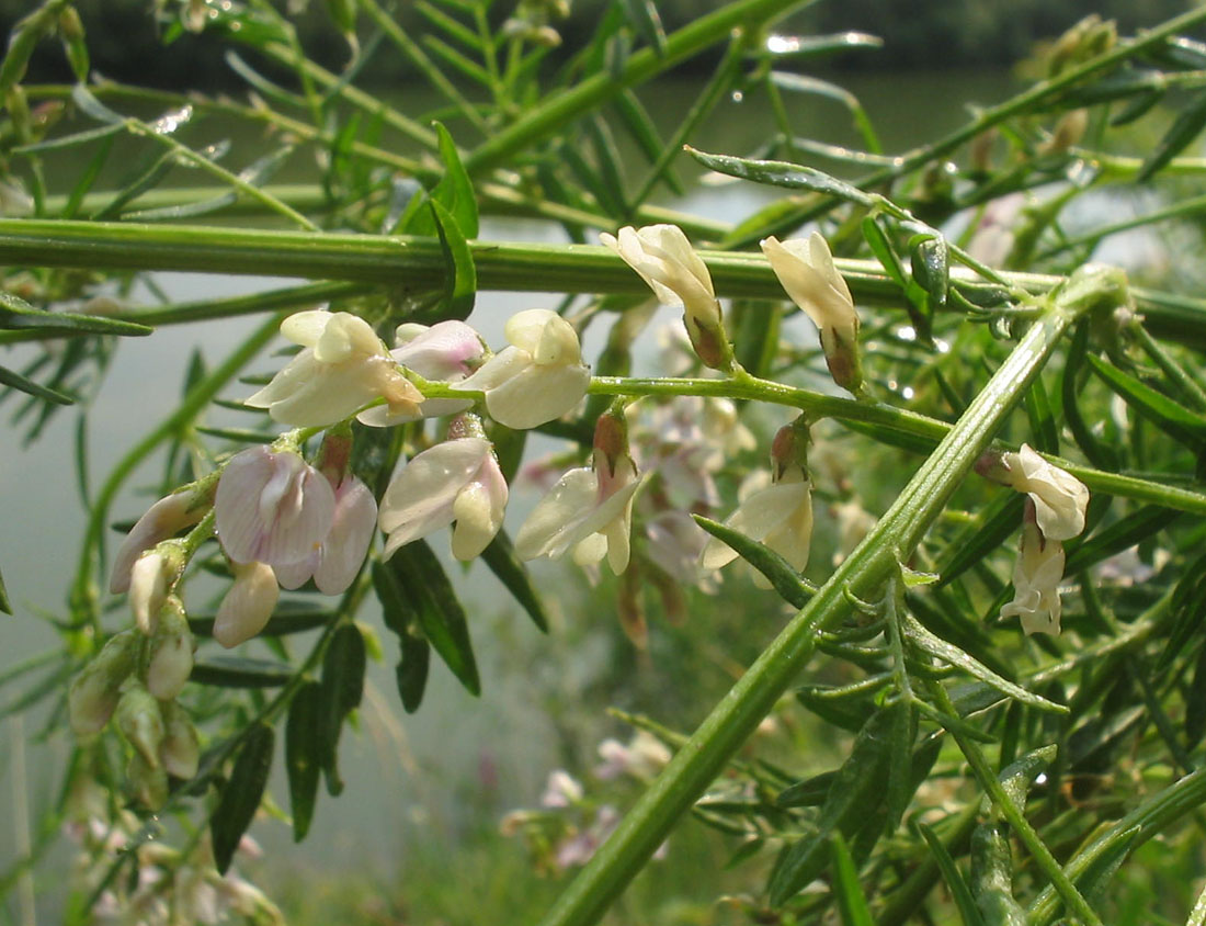 Изображение особи Astragalus sulcatus.