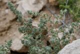 View full-size image familia Chenopodiaceae