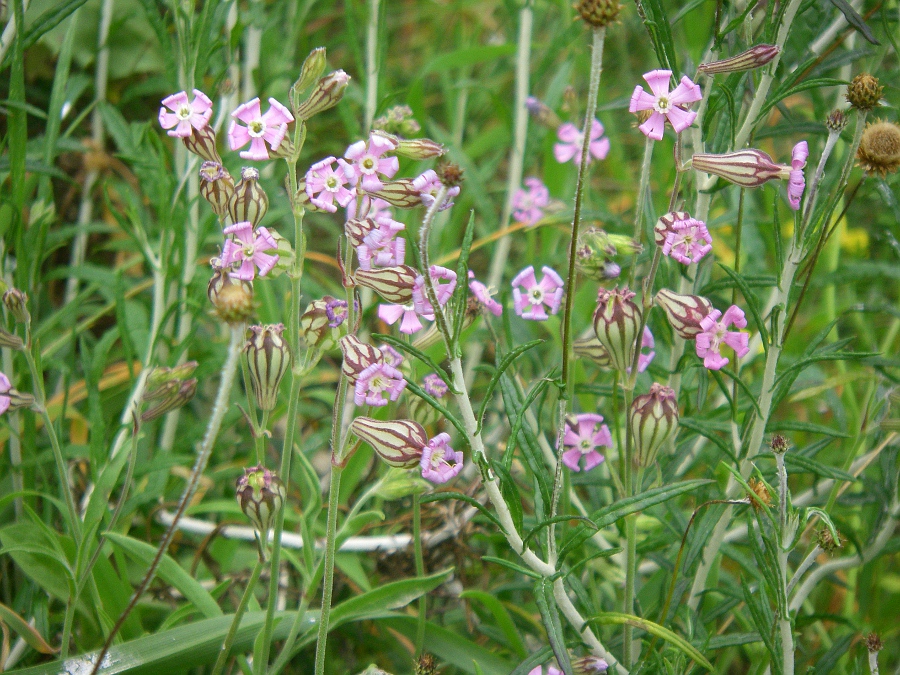 Изображение особи Silene hifacensis.