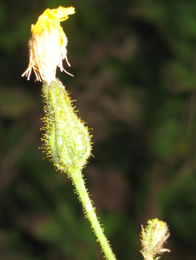 Image of Sonchus palustris specimen.