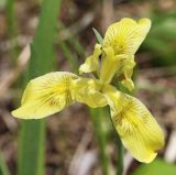 View full-size image Iris vorobievii