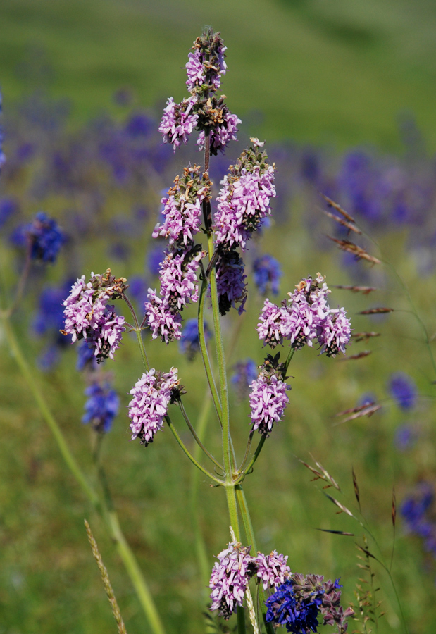 Image of Salvia nutans specimen.