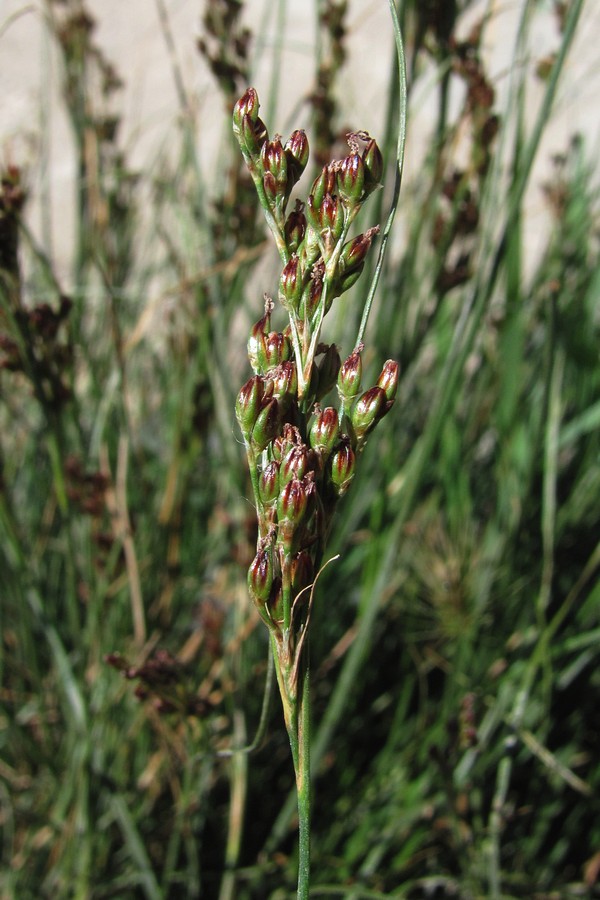 Image of Juncus gerardi specimen.