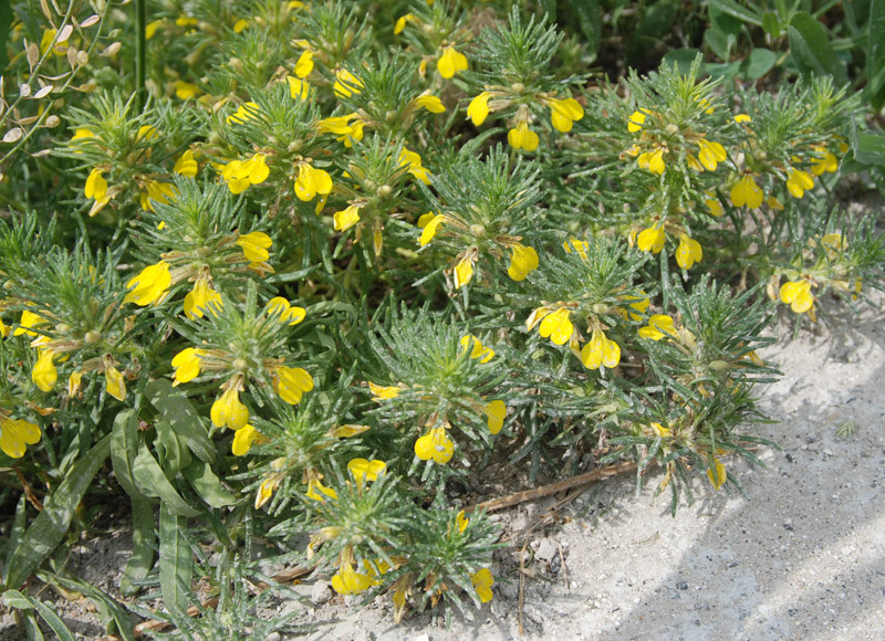 Image of Ajuga chia specimen.