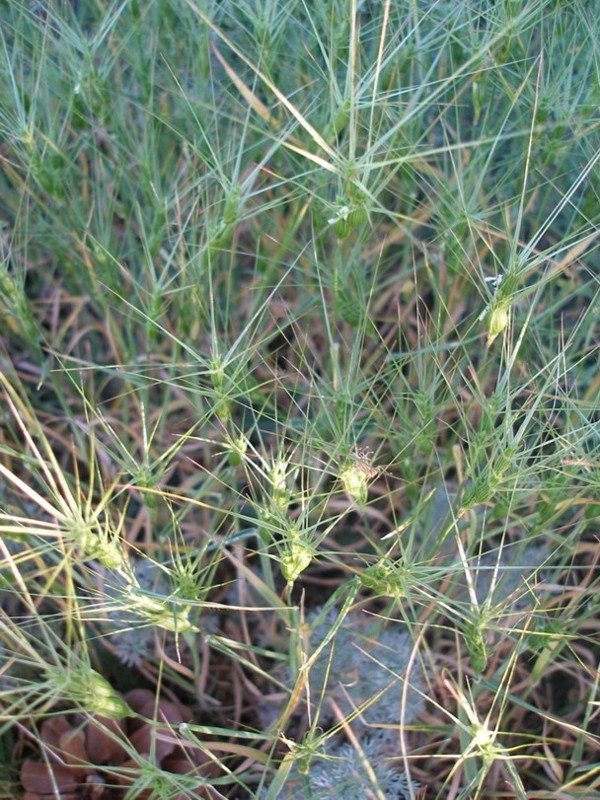 Изображение особи Aegilops triuncialis.