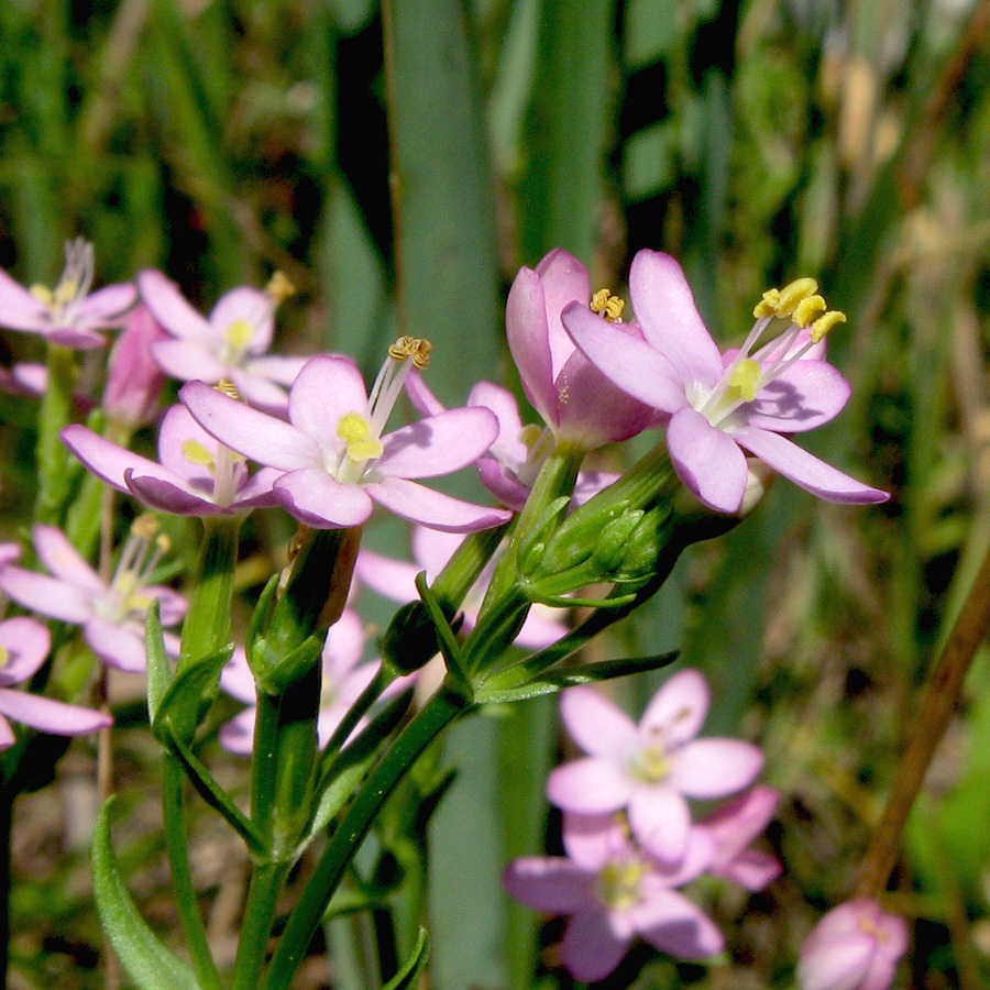 Image of Centaurium erythraea specimen.