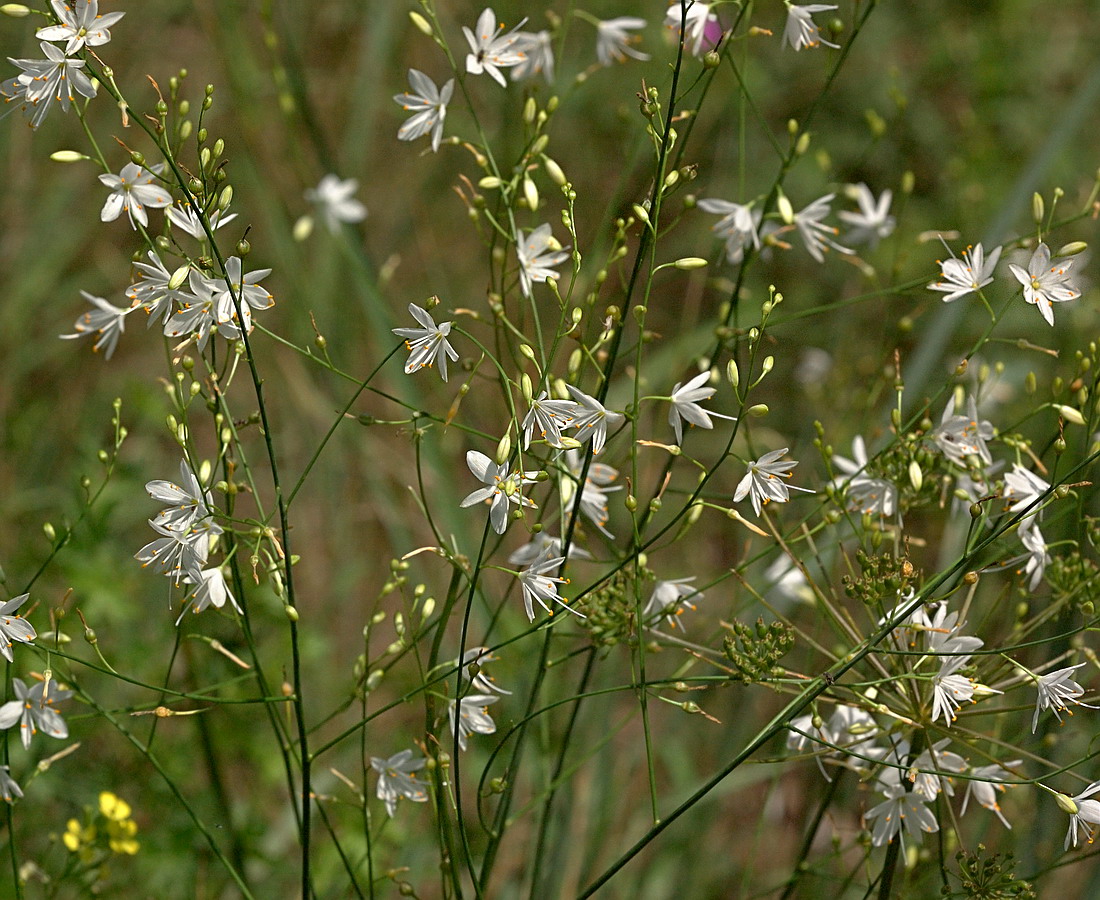 Image of Anthericum ramosum specimen.