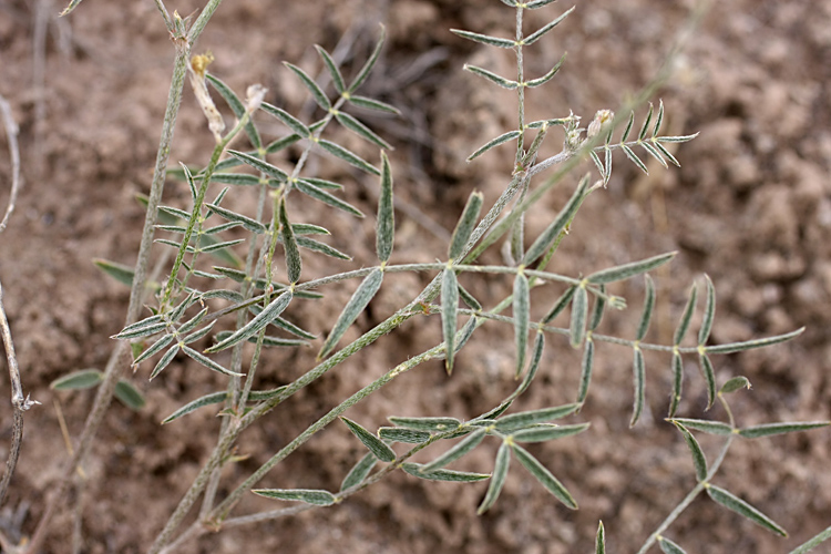 Изображение особи Astragalus lancifolius.