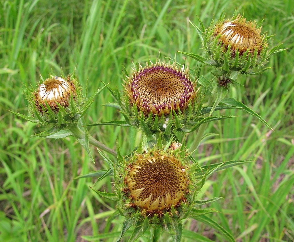 Изображение особи Carlina biebersteinii.