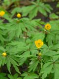 Anemone ranunculoides