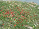 Tulipa suaveolens