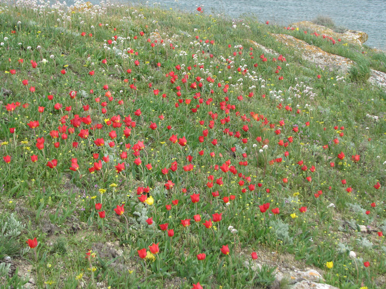 Image of Tulipa suaveolens specimen.