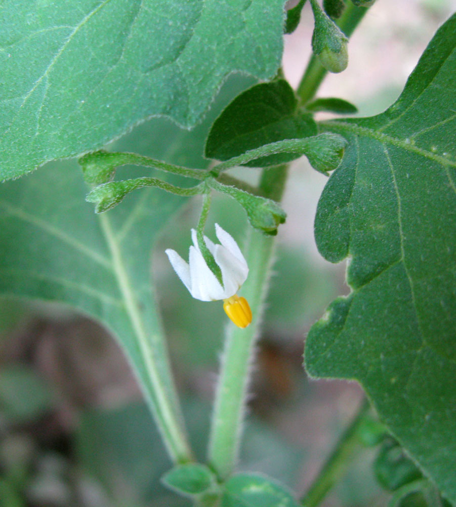 Изображение особи Solanum nigrum ssp. schultesii.