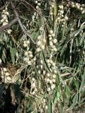 Elaeagnus angustifolia. Ветви с плодами. Крым, г. Саки, у дороги возле санатория \"Полтава\". 24.08.2011.