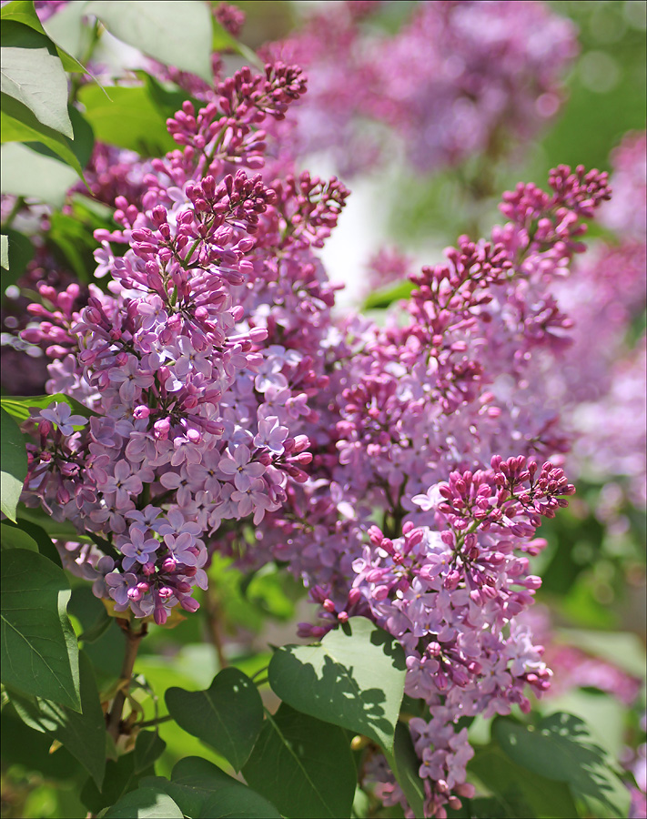 Image of Syringa vulgaris specimen.