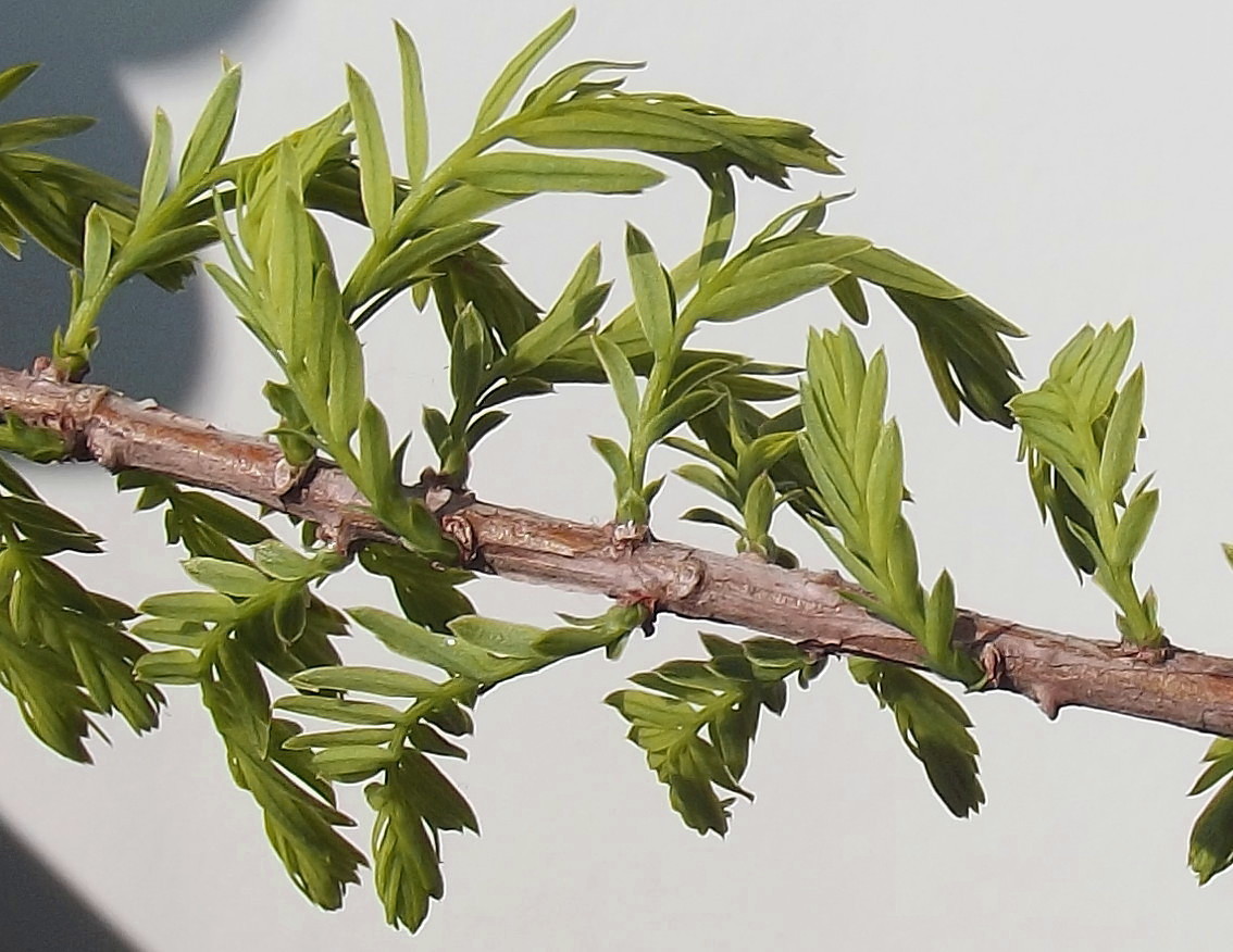 Image of Taxodium distichum specimen.