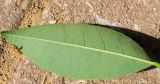 Erythrina crista-galli. Часть листа (вид с обратной стороны). Израиль, Шарон, г. Герцлия, в культуре. 24.05.2012.