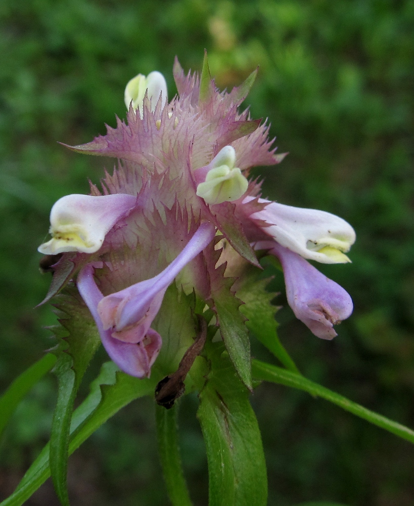 Image of Melampyrum cristatum specimen.