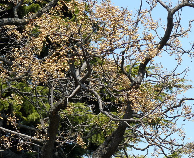 Image of Melia azedarach specimen.