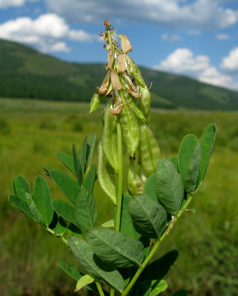 Image of Astragalus frigidus specimen.