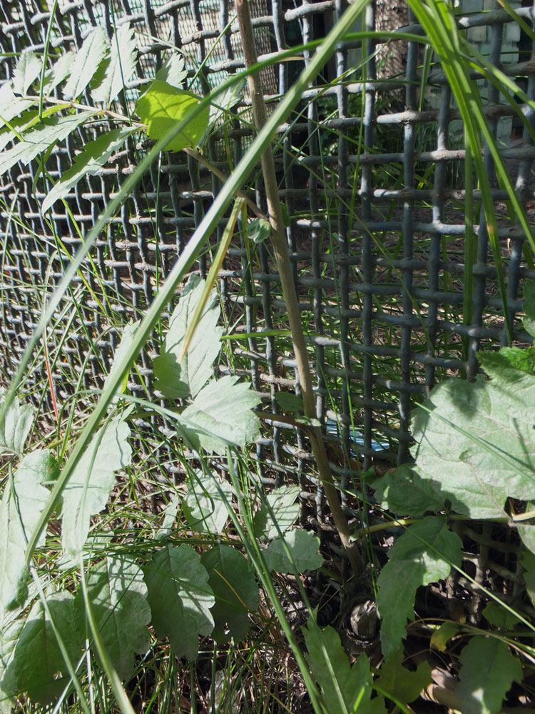 Image of genus Sorbus specimen.