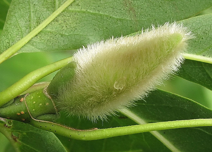 Image of genus Magnolia specimen.