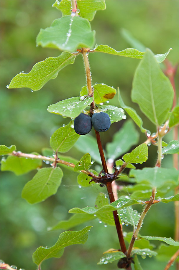 Image of Lonicera &times; subarctica specimen.