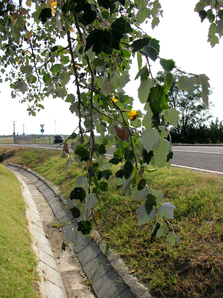 Image of Populus alba specimen.