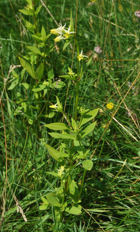 Image of Halenia corniculata specimen.