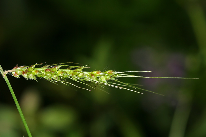 Изображение особи Echinochloa crus-galli.