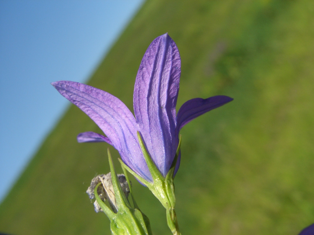 Image of Campanula patula specimen.