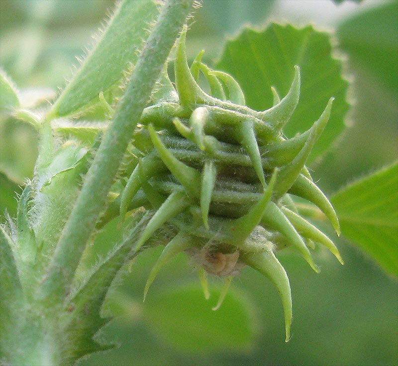 Image of Medicago truncatula specimen.