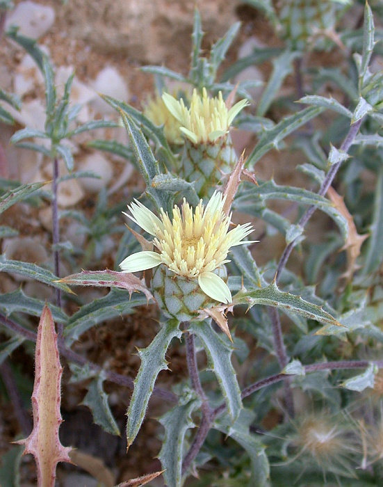 Image of Atractylis carduus specimen.