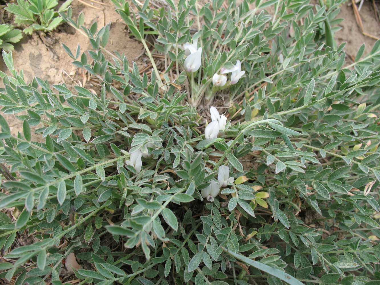 Изображение особи Astragalus scaberrimus.