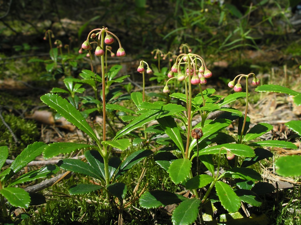 Изображение особи Chimaphila umbellata.