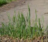 Смотреть изображение Bromus hordeaceus