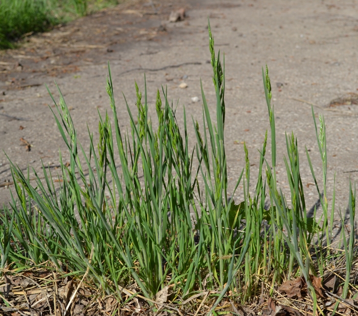 Изображение особи Bromus hordeaceus.