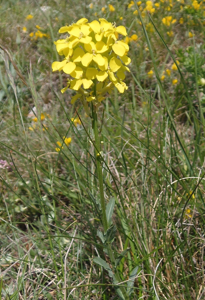 Image of Erysimum cuspidatum specimen.