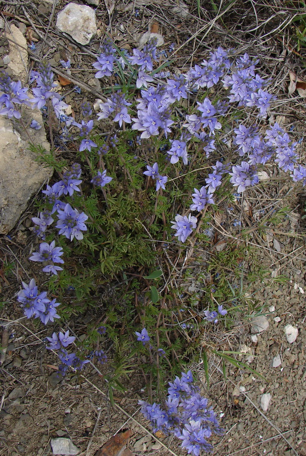 Image of Veronica capsellicarpa specimen.