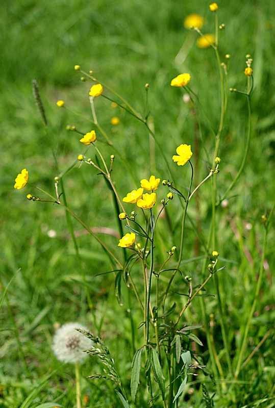 Image of Ranunculus acris specimen.