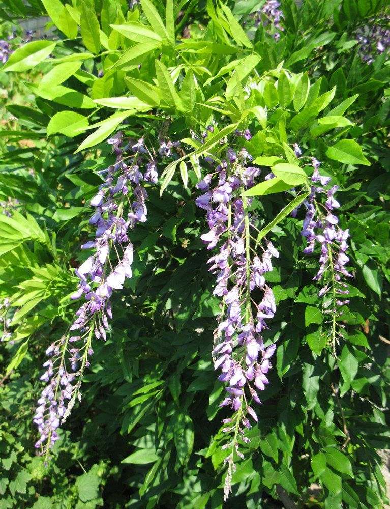 Image of Wisteria floribunda specimen.