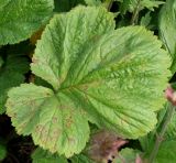 Geum quellyon. Лист. Германия, г. Krefeld, Ботанический сад. 10.06.2013.