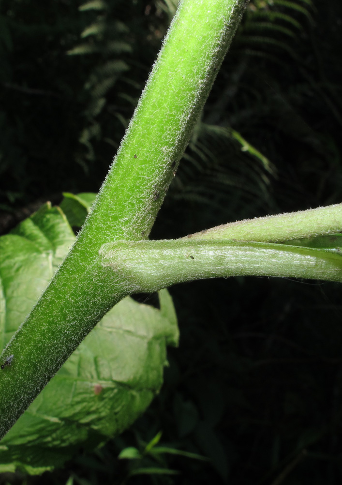 Изображение особи Telekia speciosa.