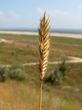 Agropyron pectinatum. Соплодие. Краснодарский край, м/о Анапа, окр. ст. Благовещенская, степь на берегу Витязевского лимана. 16.08.2013.