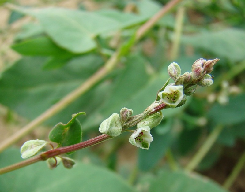 Изображение особи Fallopia convolvulus.