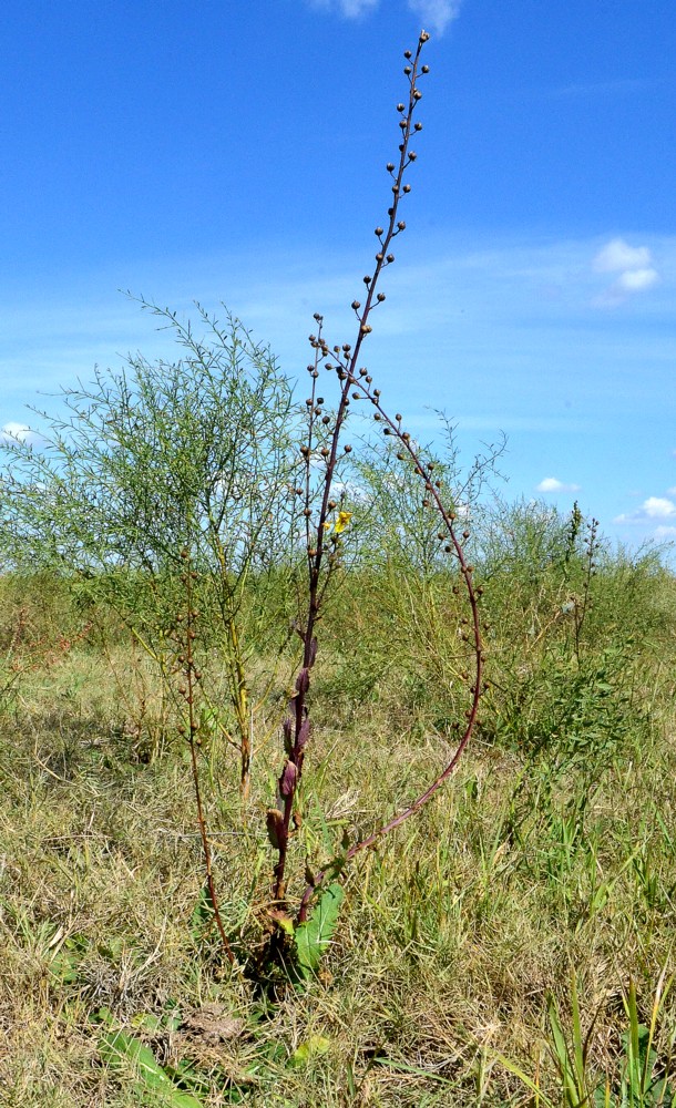 Image of Verbascum blattaria specimen.