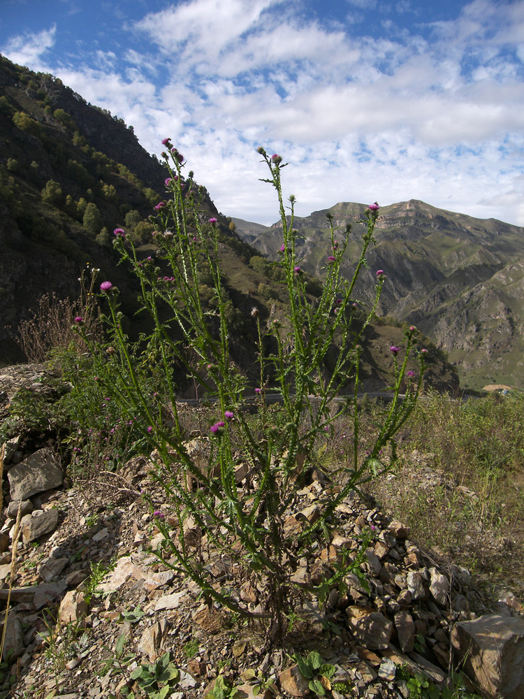 Image of Carduus crispus specimen.